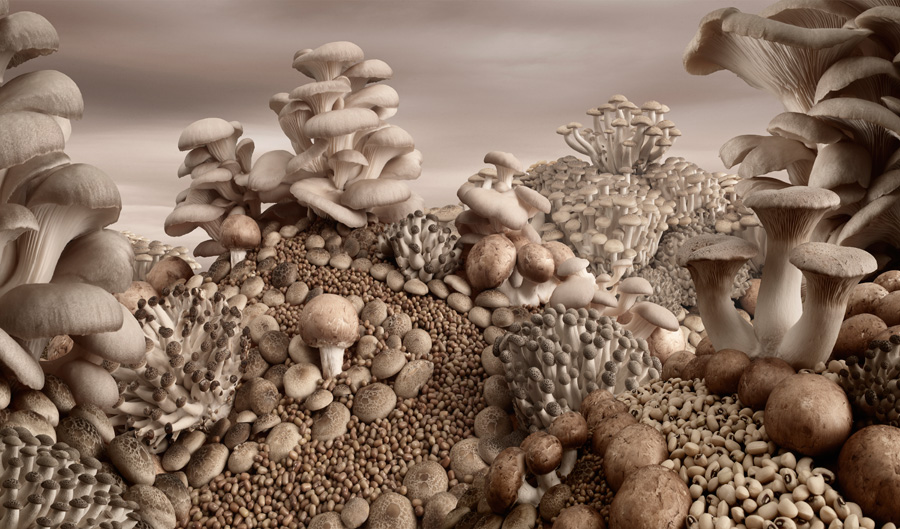 Mushroom-Landscape